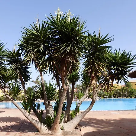 Marvida Oasis Tamarindo A * Corralejo